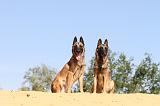 MALINOIS 192